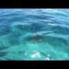 Mauritius Snorkeling with Drone