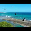 Aves en Estero Hondo • TRAVEL with DRONE